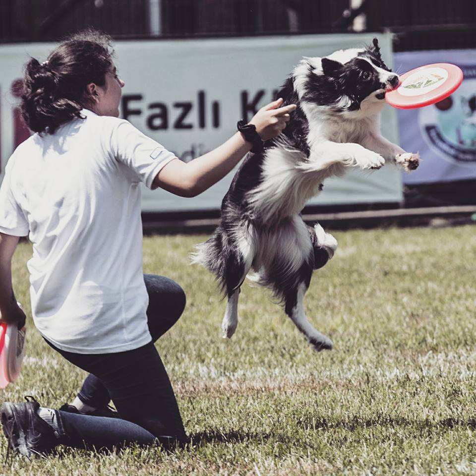 Border Collie Eğitim Bakım Yavru