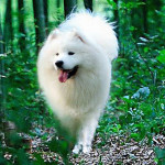 samoyed