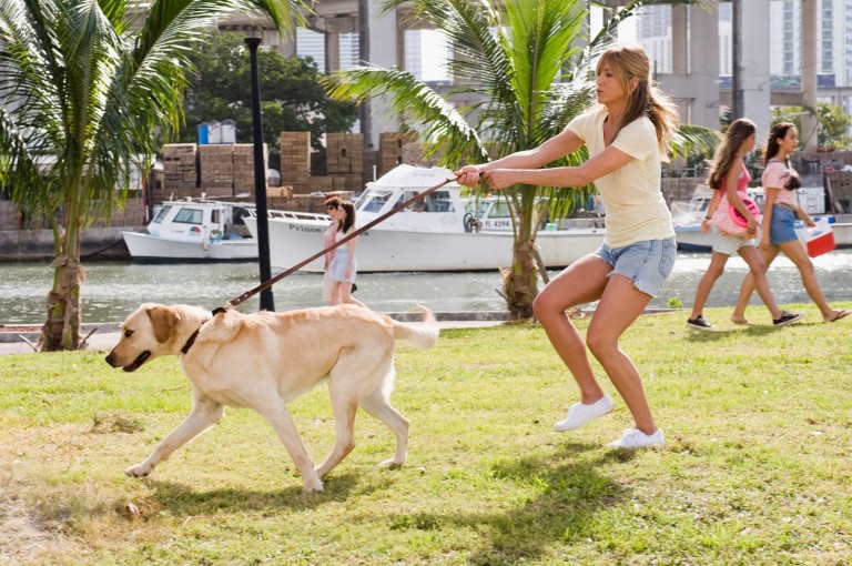yavru köpek tuvalet eğitimi