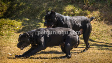 Cane Corso
