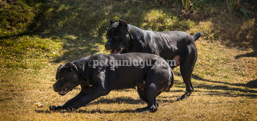 Cane Corso