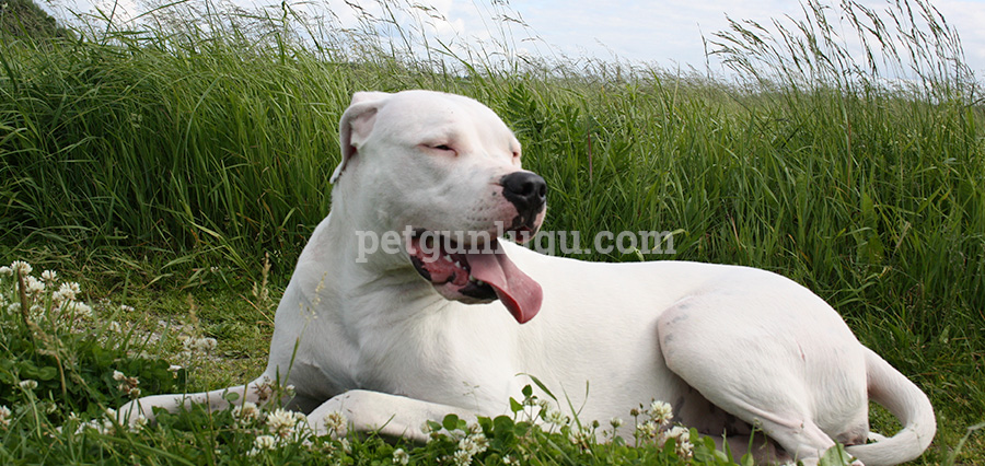 Dogo Argentino