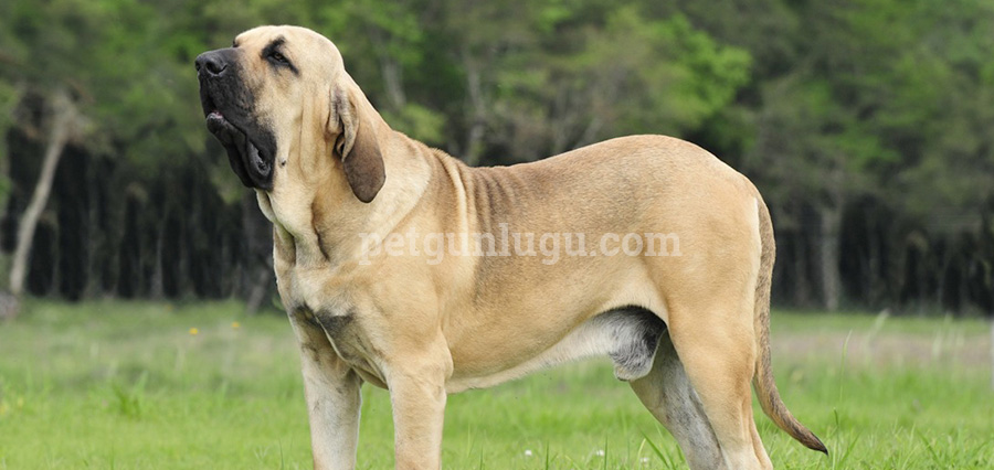 Fila Brasileiro