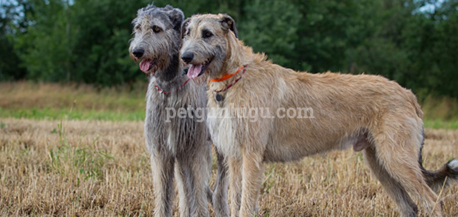 Irish Wolfhound
