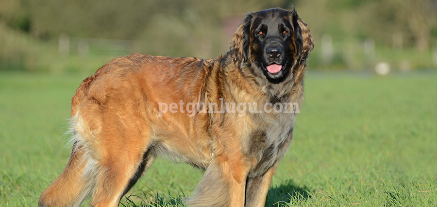 Leonberger