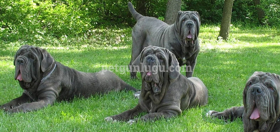 Napoliten Mastiff