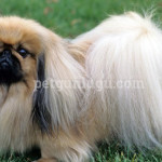Pekingese
