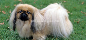 Pekingese