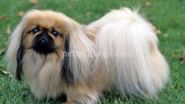 Pekingese