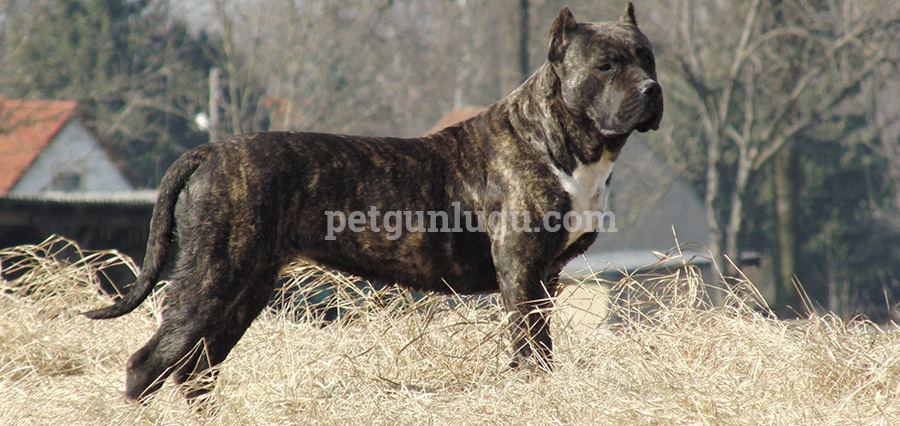 Perro de Presa Canario