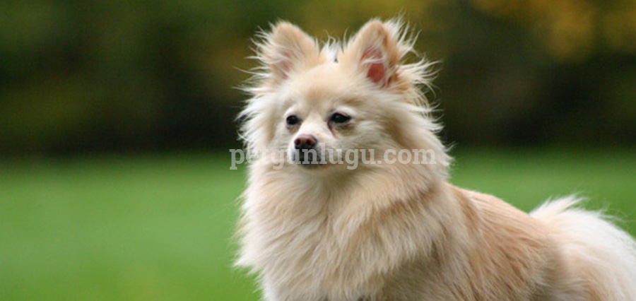 Pomeranian