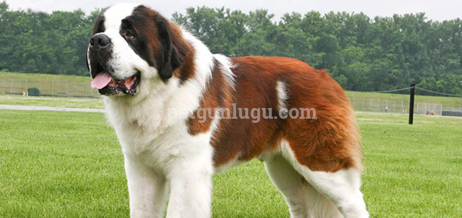 Saint Bernard