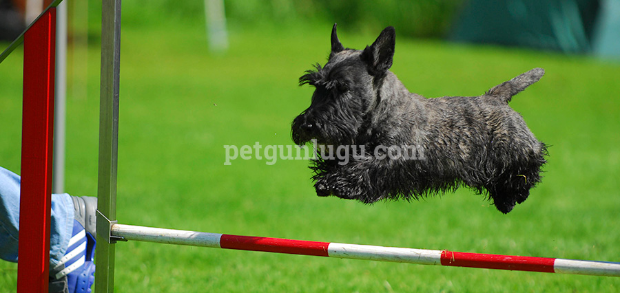 Scottish Terrier