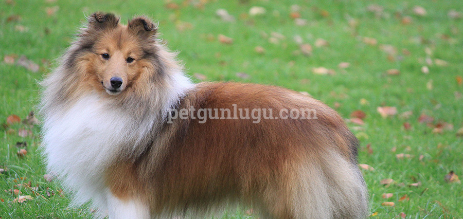 Shetland Sheepdog