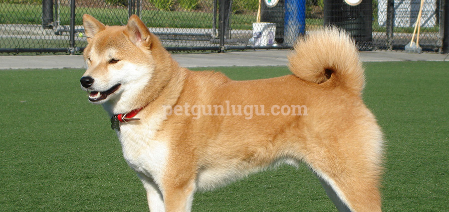 Shiba Inu