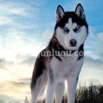 Siberian Husky