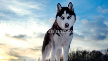Siberian Husky