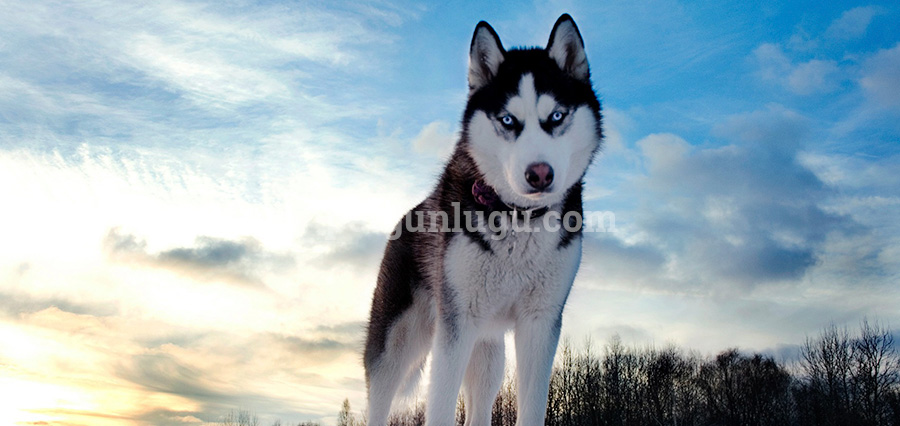 Siberian Husky
