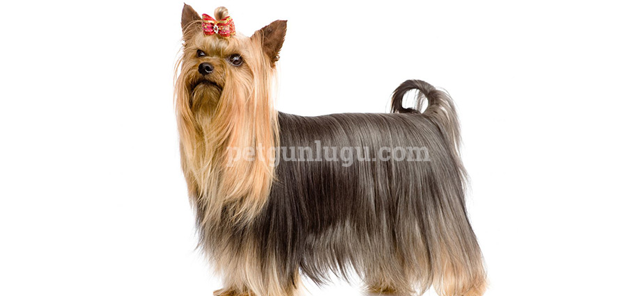 Silky Terrier
