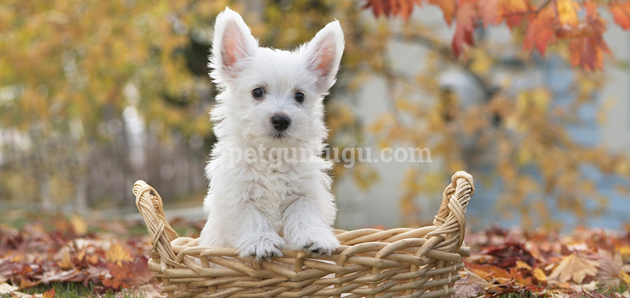 West-Highland-White-Terrier