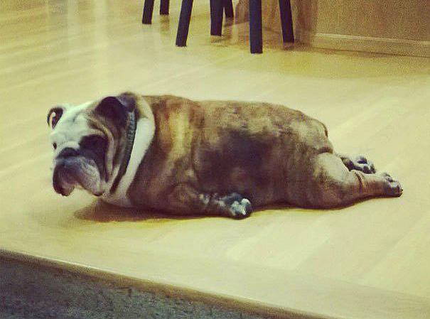 bulldog-yoga