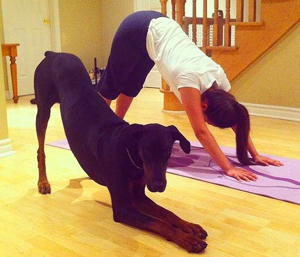 doberman-yoga