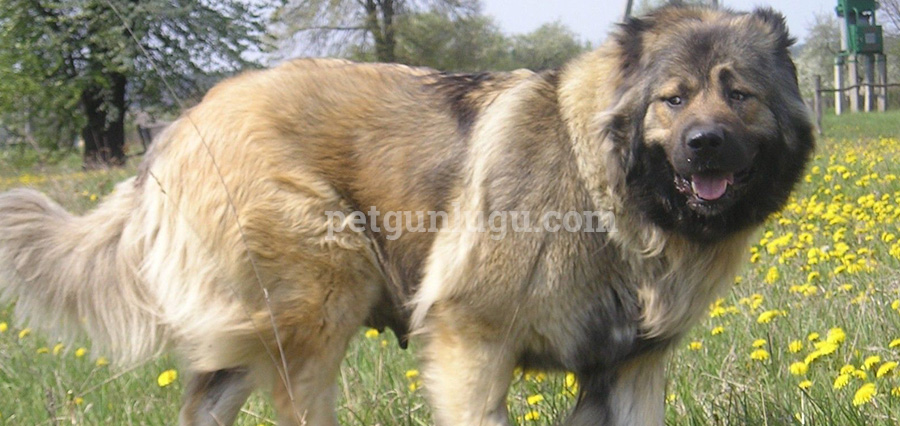 Kafkas Çoban Köpeği