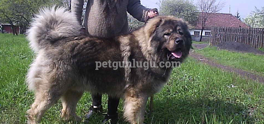 Kars Çoban Köpeği