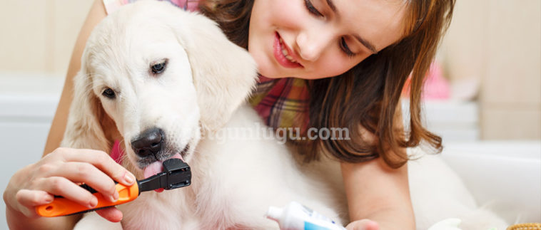 kedi-kopek-dis-sagligi