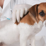 köpeklerde aşı