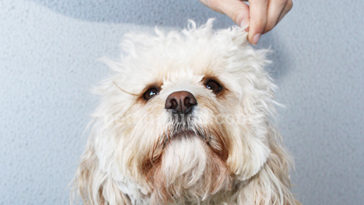 Köpeklerde Tüy Kesimi