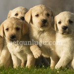 köpek yaşı hesaplama