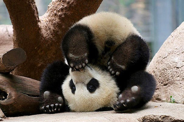 panda-yoga