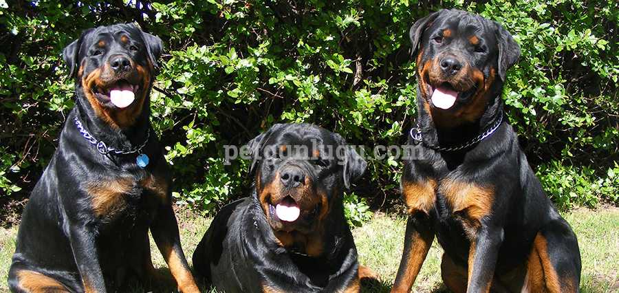 rottweiler