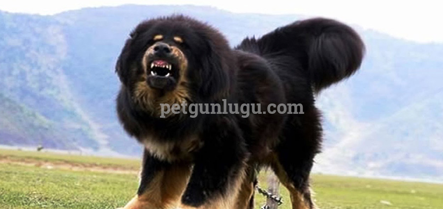 Tibet Mastiff