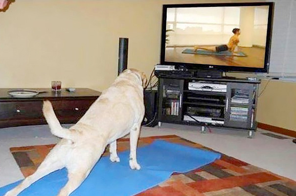 tv-kopek-yoga