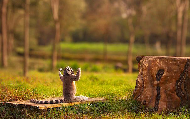 yoga-babun