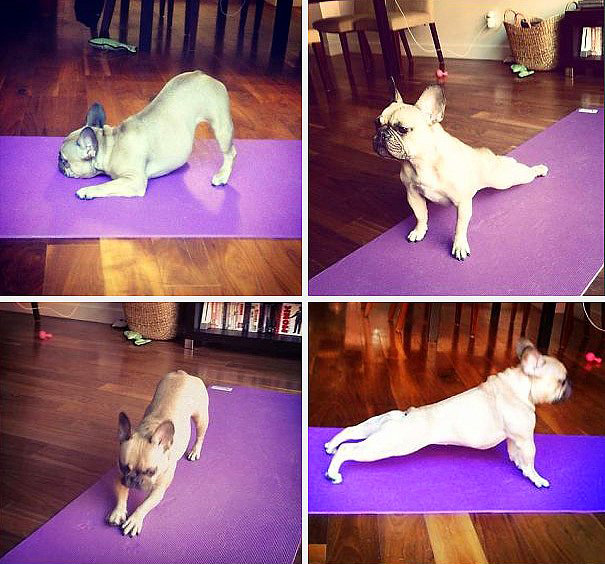 yoga-kopek-2