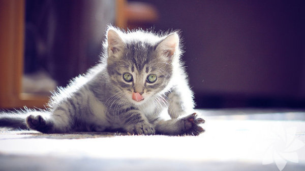 yoga-yapan-kedi