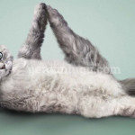 Yoga Yapan Hayvanlar