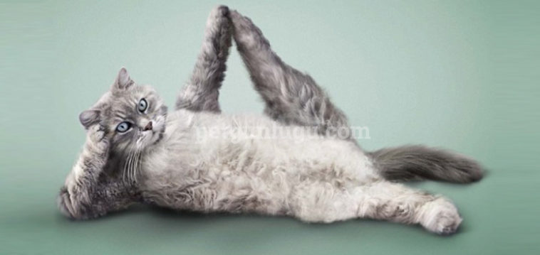 Yoga Yapan Hayvanlar