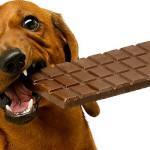 Çikolata Köpek için Zehirli mi?