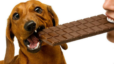 Çikolata Köpek için Zehirli mi?