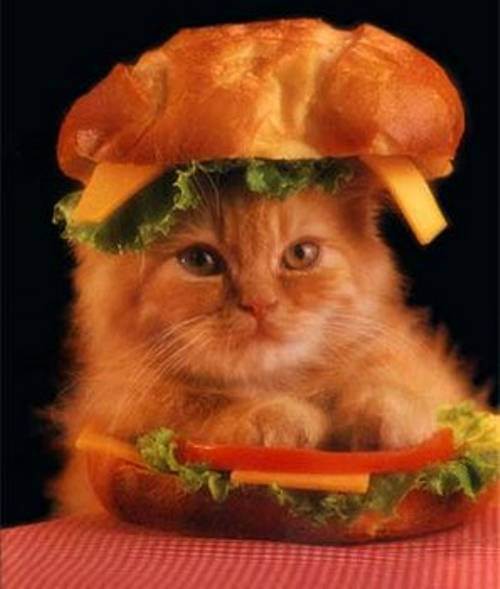 hamburger-kedi