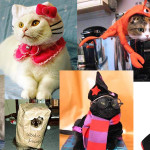 Kostüm Giyen Kediler