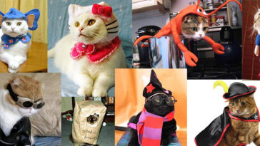 Kostüm Giyen Kediler