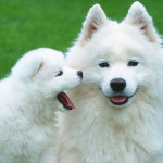Samoyed Irk Analizi