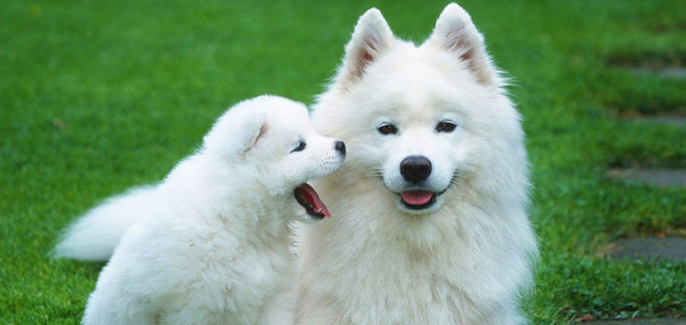 Samoyed Irk Analizi Ve Ozellikleri