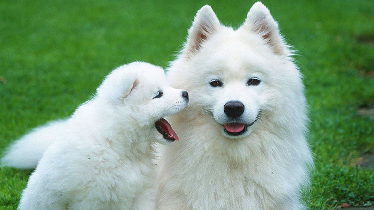 Samoyed Irk Analizi