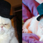 Şapka Giyen Sevimli Kediler